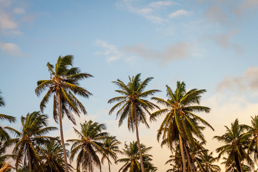 Palm paradise